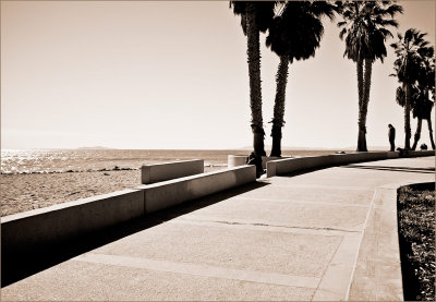 Boardwalk Trees