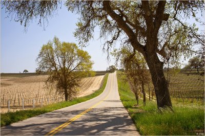 Spring Time In Paso Robles