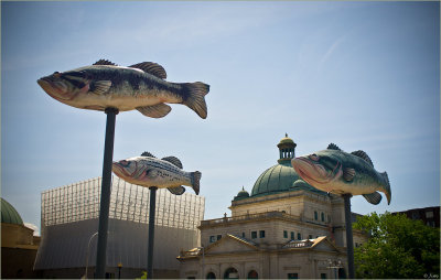 Caught These Fish On The Way Downtown