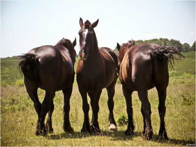 Amish Horses