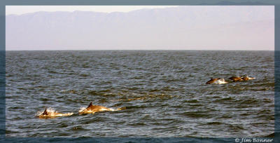 Dolphin In The Santa Barbara Channel
