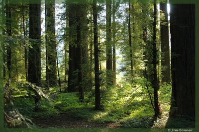 Redwoods of Northern California