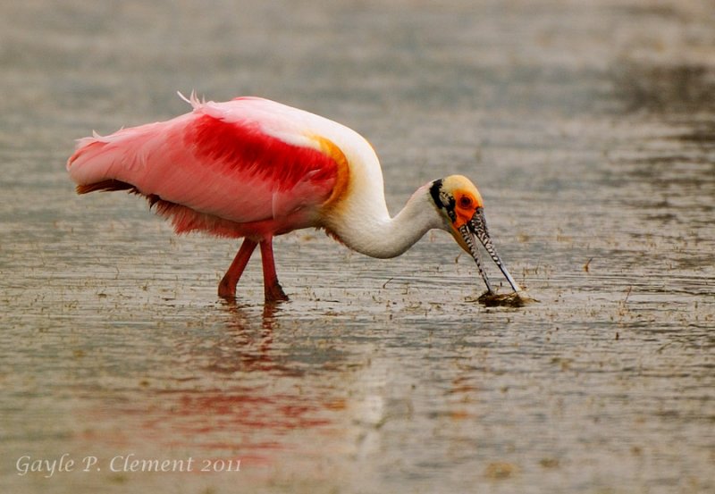 Feeding Spoonbill