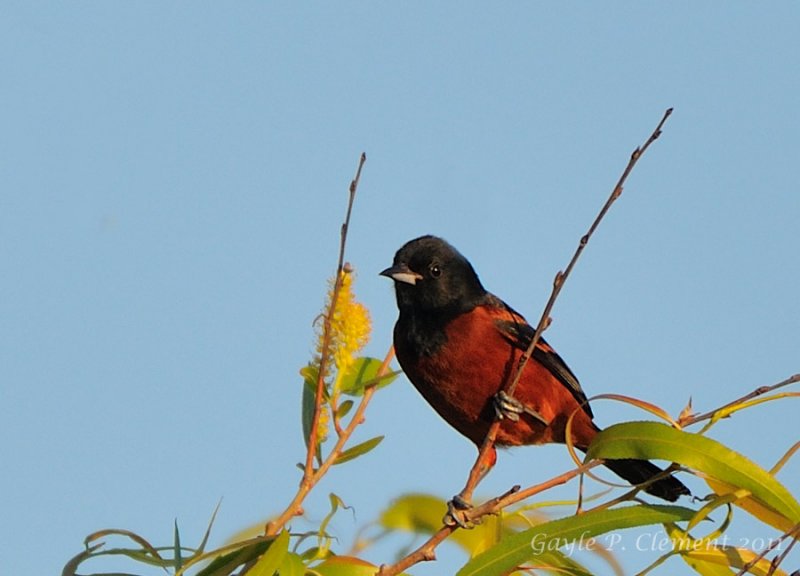 Orchard Oriole