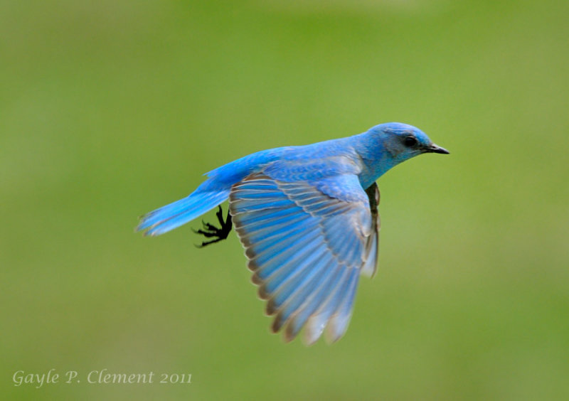 Mountain Bluebird in Flight