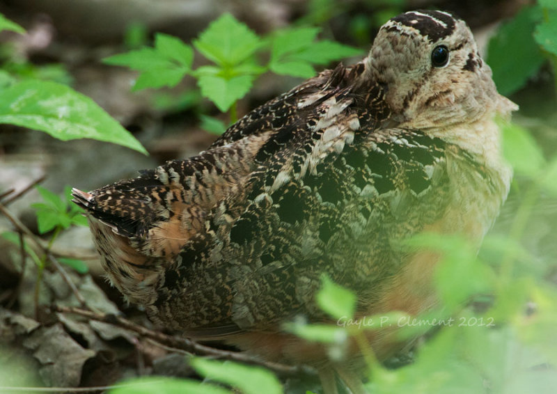 Woodcock
