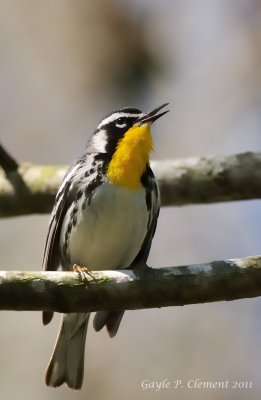 Yellow-throated Warbler