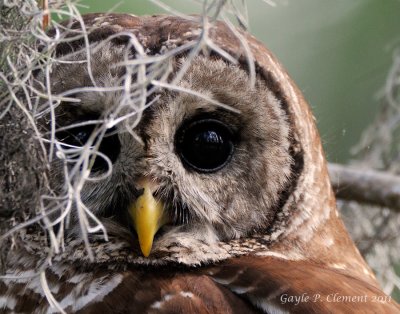 Barred Owl