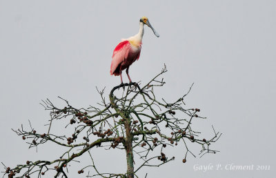 Roseate Spoonbill