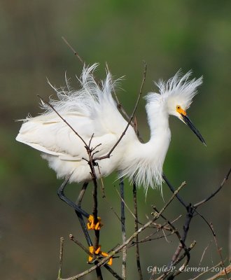Snowy Egret 2
