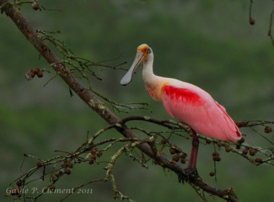 Roseate Spoonbill