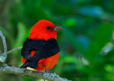 Scarlet Tanager