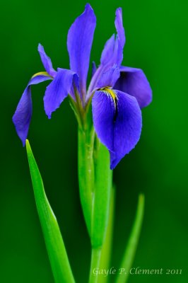 Louisiana Iris