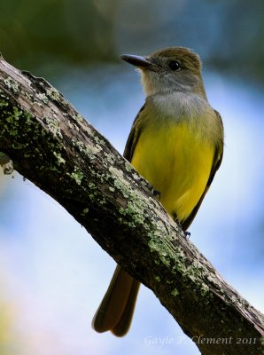 Great-crested Flycatcher