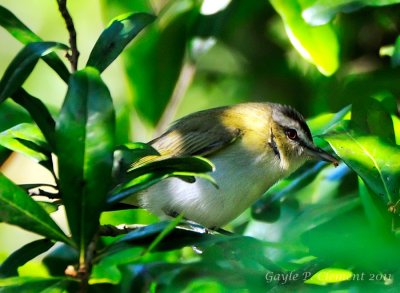 Red-eyed Vireo