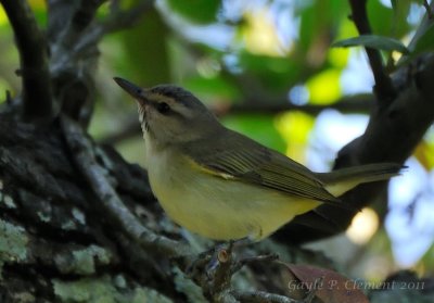 Black-whiskered Vireo