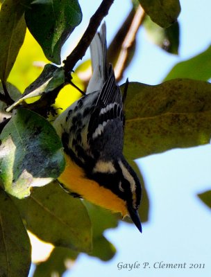 Yellow-throated Warbler