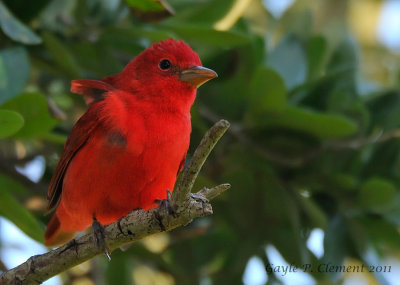 Summer Tanager