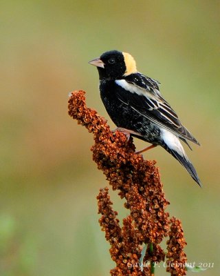 Bobolink