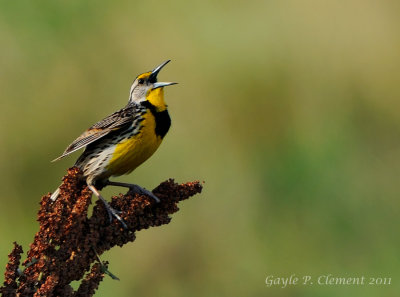 Spring Meadowlark