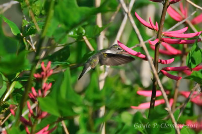 Ruby-throated Hummingbird