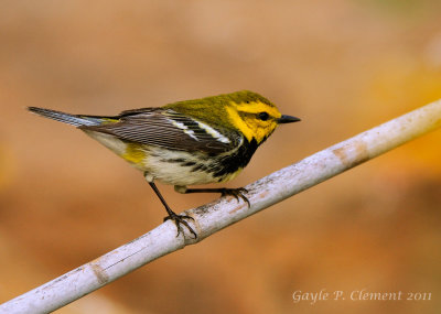 Golden-cheeked Warbler