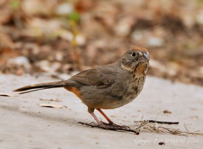 Canyon Towhee