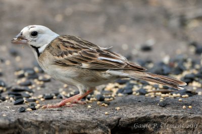 Leucistic Lark Sparrow