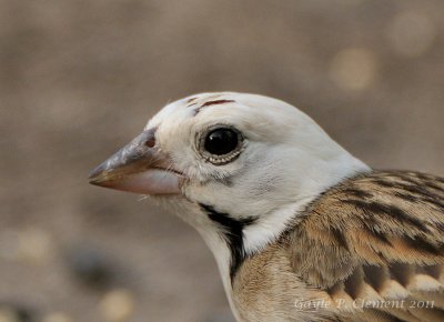 Leucistic Lark Sparrow Portrait