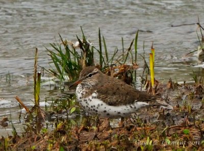 Spotted Sandpiper