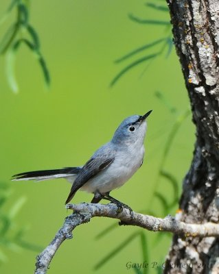 Blue-grey Gnatcatcher