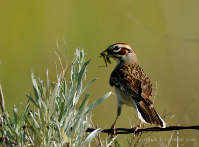 Lark Sparrow with Grasshopper