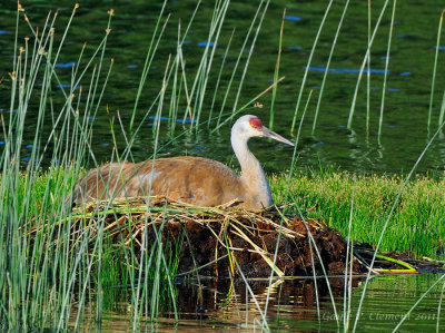 Nesting Sandhill Crane