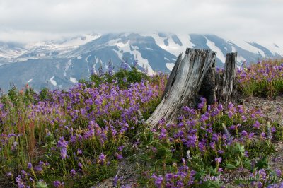 Mount St. Helens