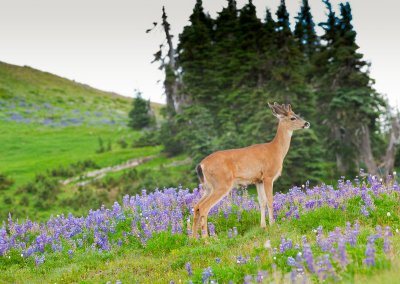 Black-tailed Deer in Lupine