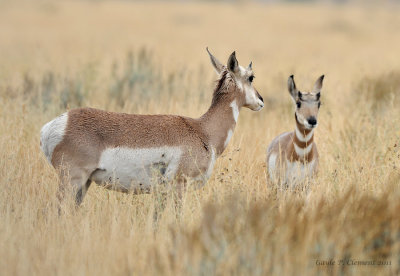 Pronghorn and Young