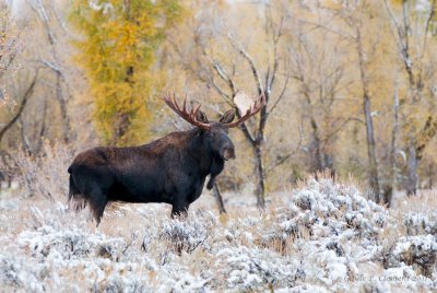 Moose in the Snow