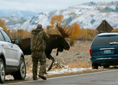 Not the Way to Photograph a  Moose