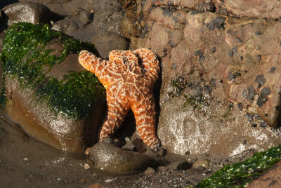 Starfish