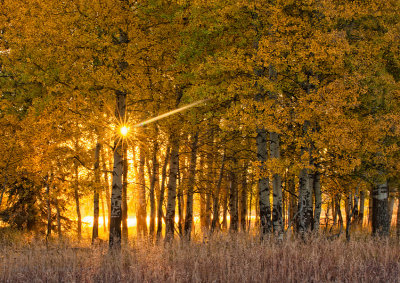 Teton Sunburst