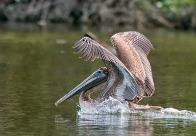 Landing Pelican
