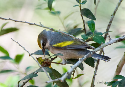 Golden-winged Warbler