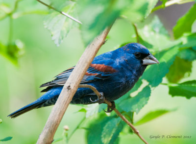 Blue Grosbeak