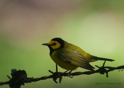 Hooded Warbler