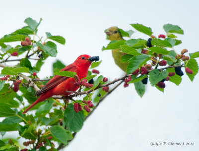 Summer Tanager Pair