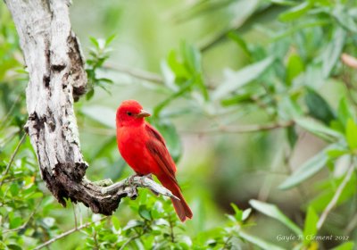 Summer Tanager