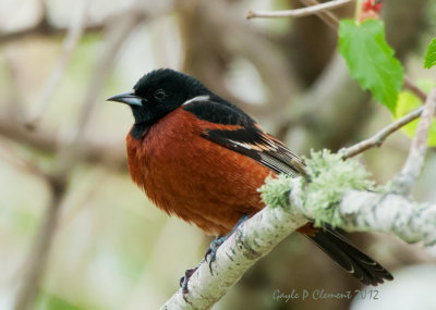 Orchard Oriole