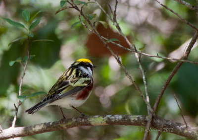 Chestnut-sided Warbler