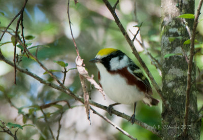 Chestnut-sided Warbler