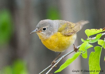 Nashville Warbler